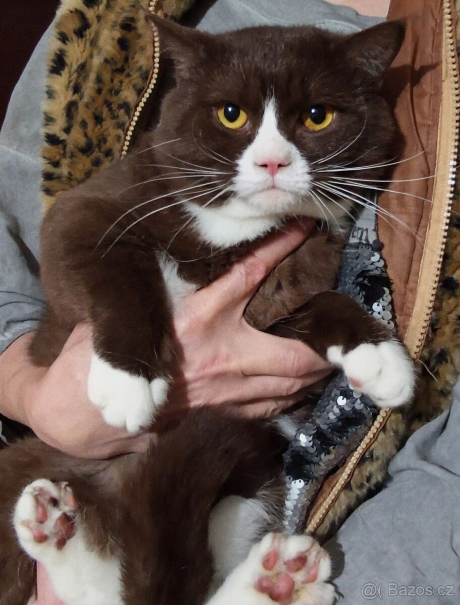 Skotská klapouchá, kocourek, odrostlejší kotě. - 3