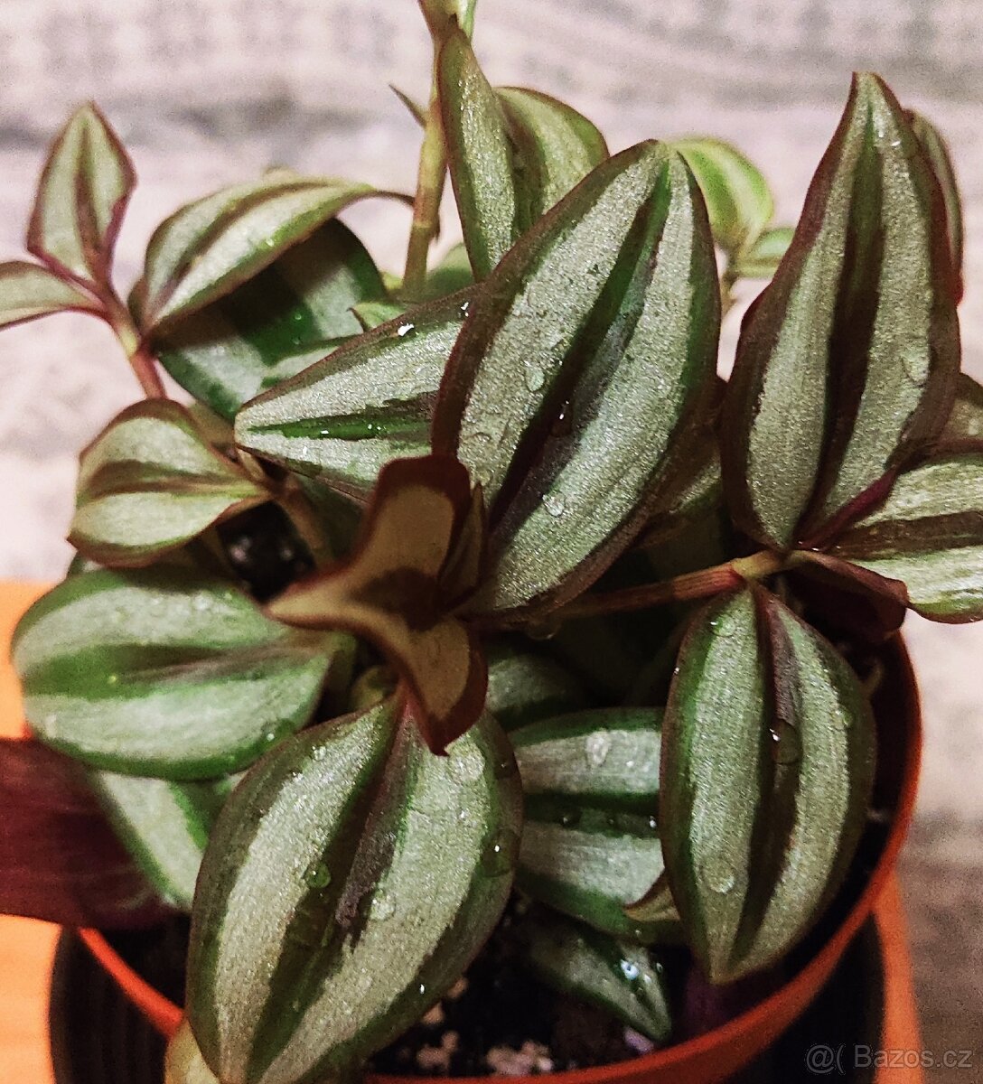 Tradescantia Zebrina - zasazená nebo čerstvé řízky - 3