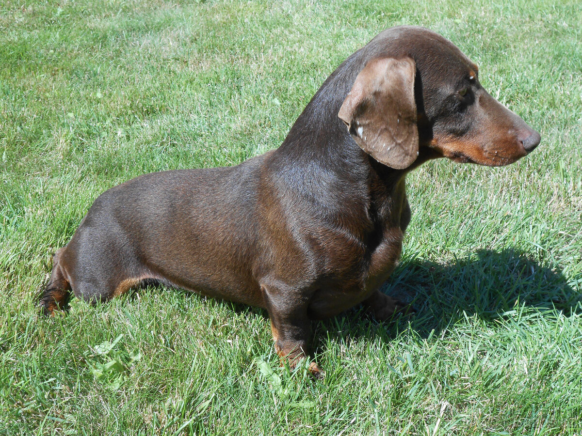 Hladkosrstý jezevčík - 3