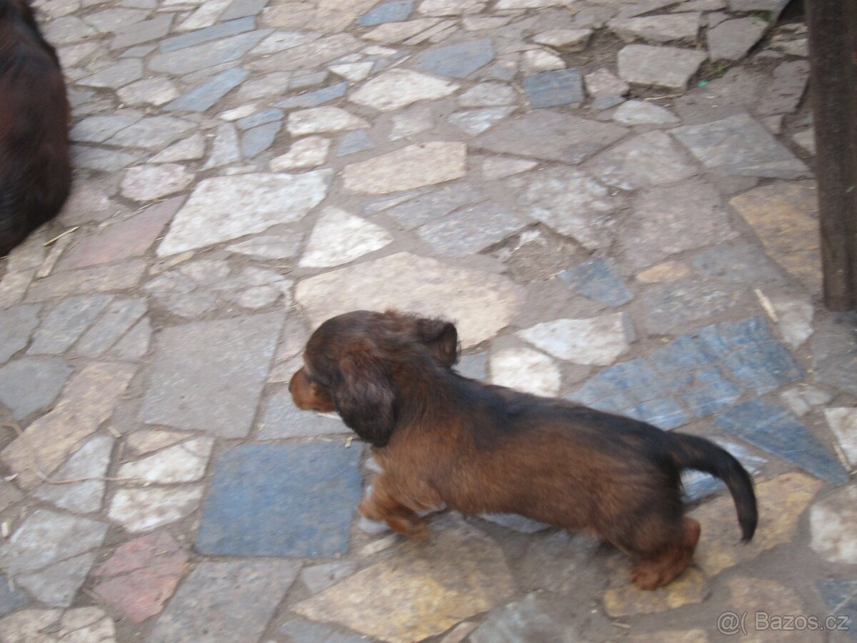 jezevčík dlouhosrstý trpasličí - 3