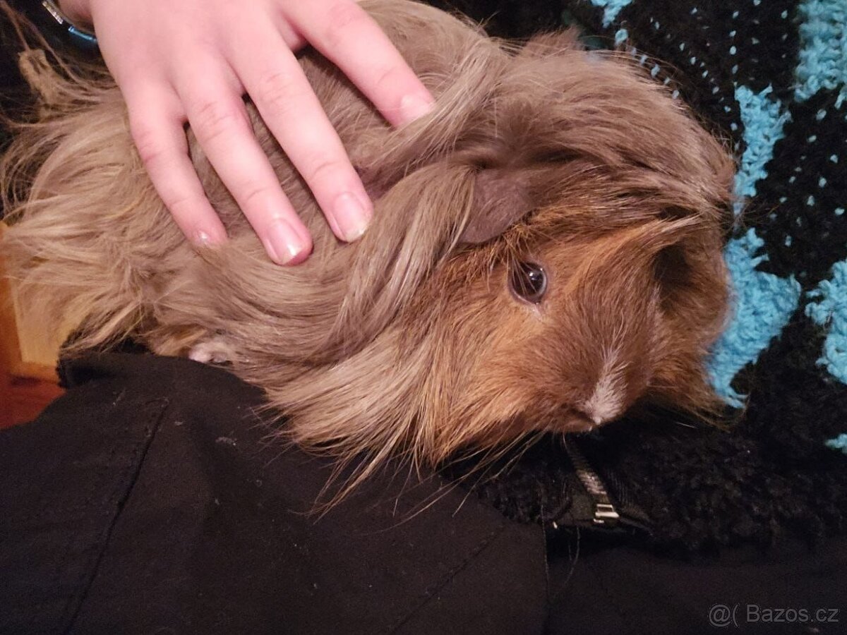 Morče - peruánec, 3 roky - 3