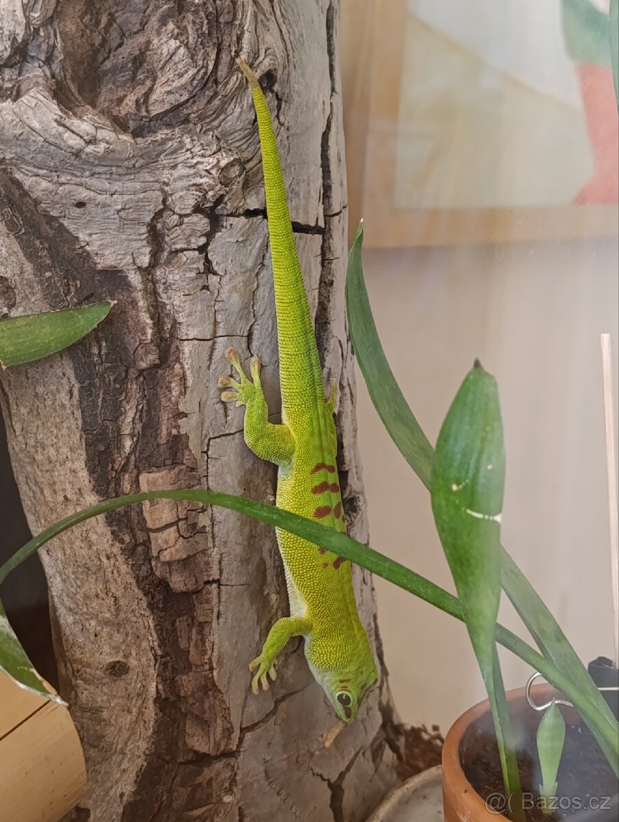 Kompletní terarijní set s felzumou (Phelsuma Grandis) - 3