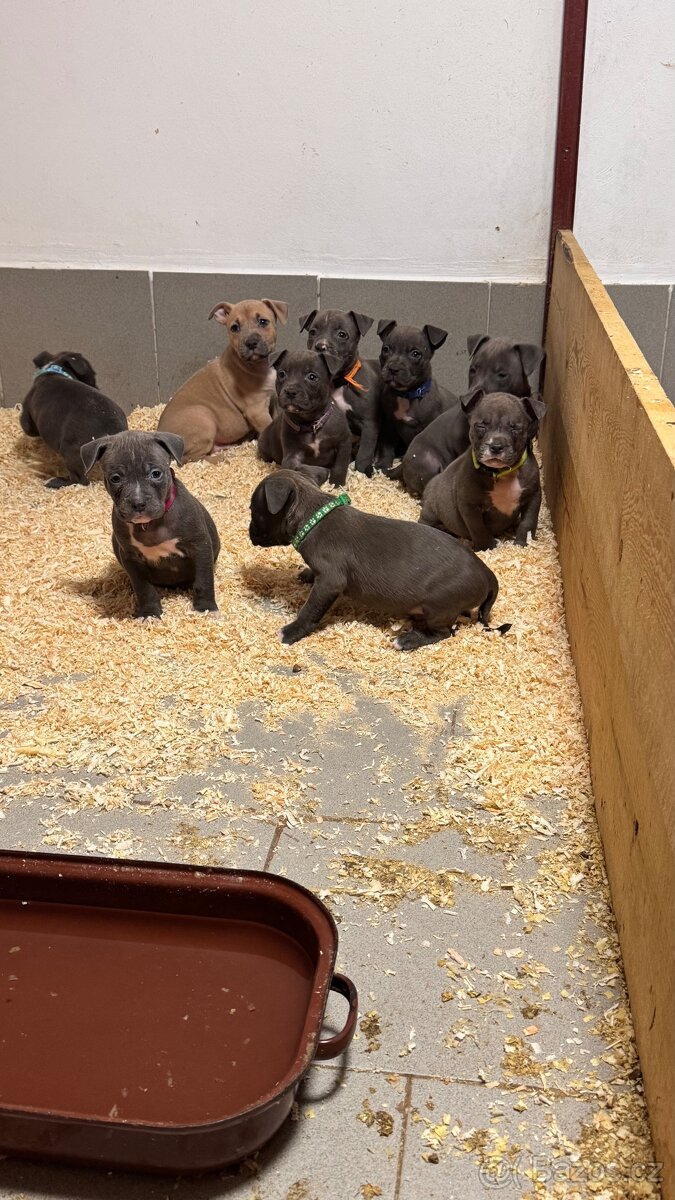 Americký stafordšírský teriér - 3