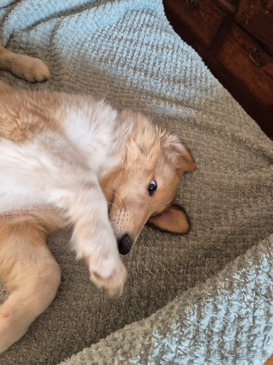 Štěně kolie hledá milující domov - 3