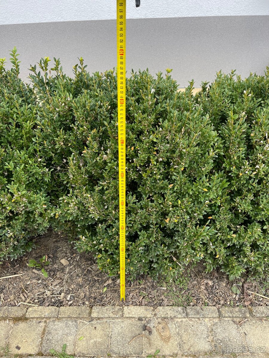 Buxusy do ziveho plotu - 3