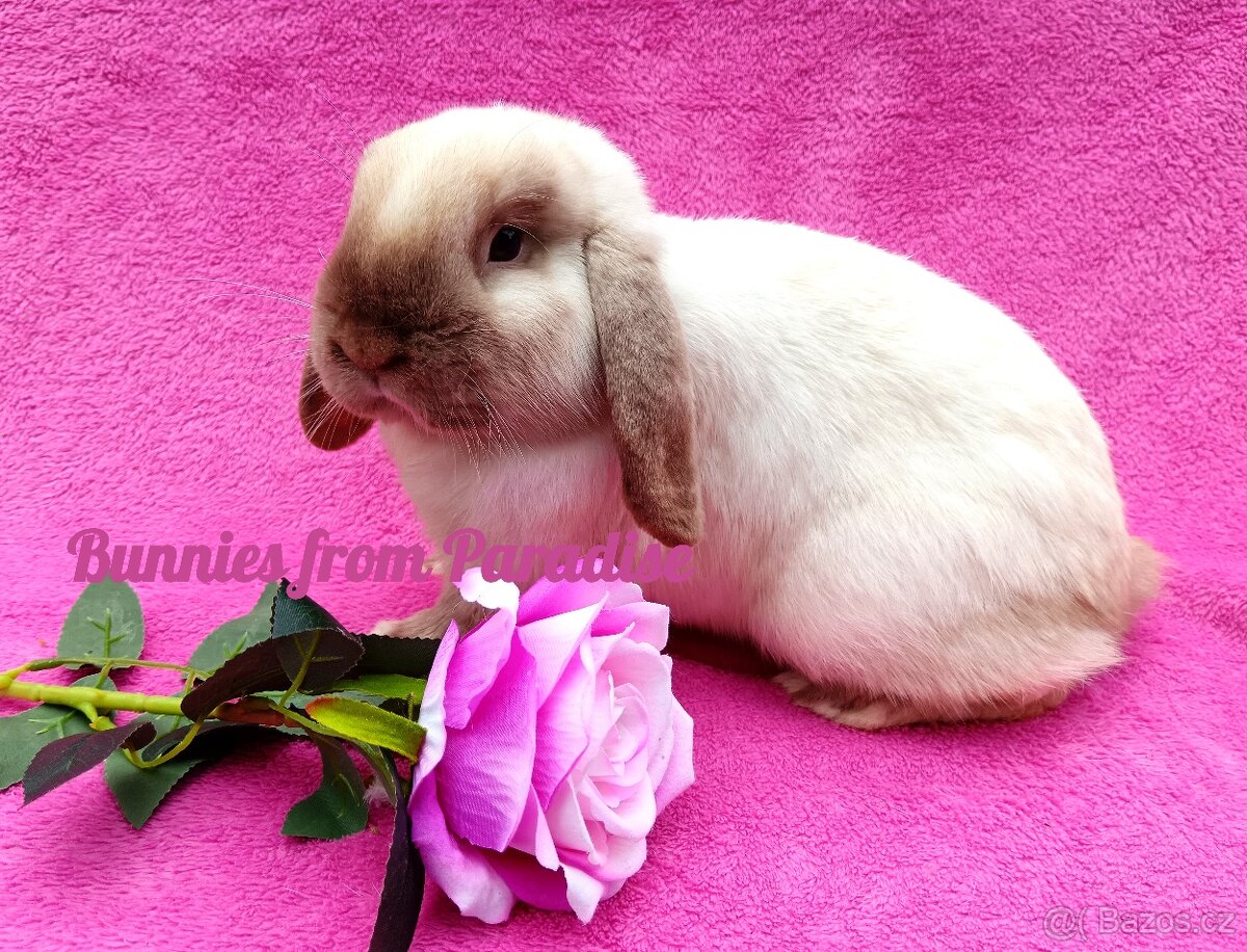 SIAMŠTÍ KLUČÍCI HLEDAJÍ NOVÝ DOMOV ❤️❤️❤️ - 3