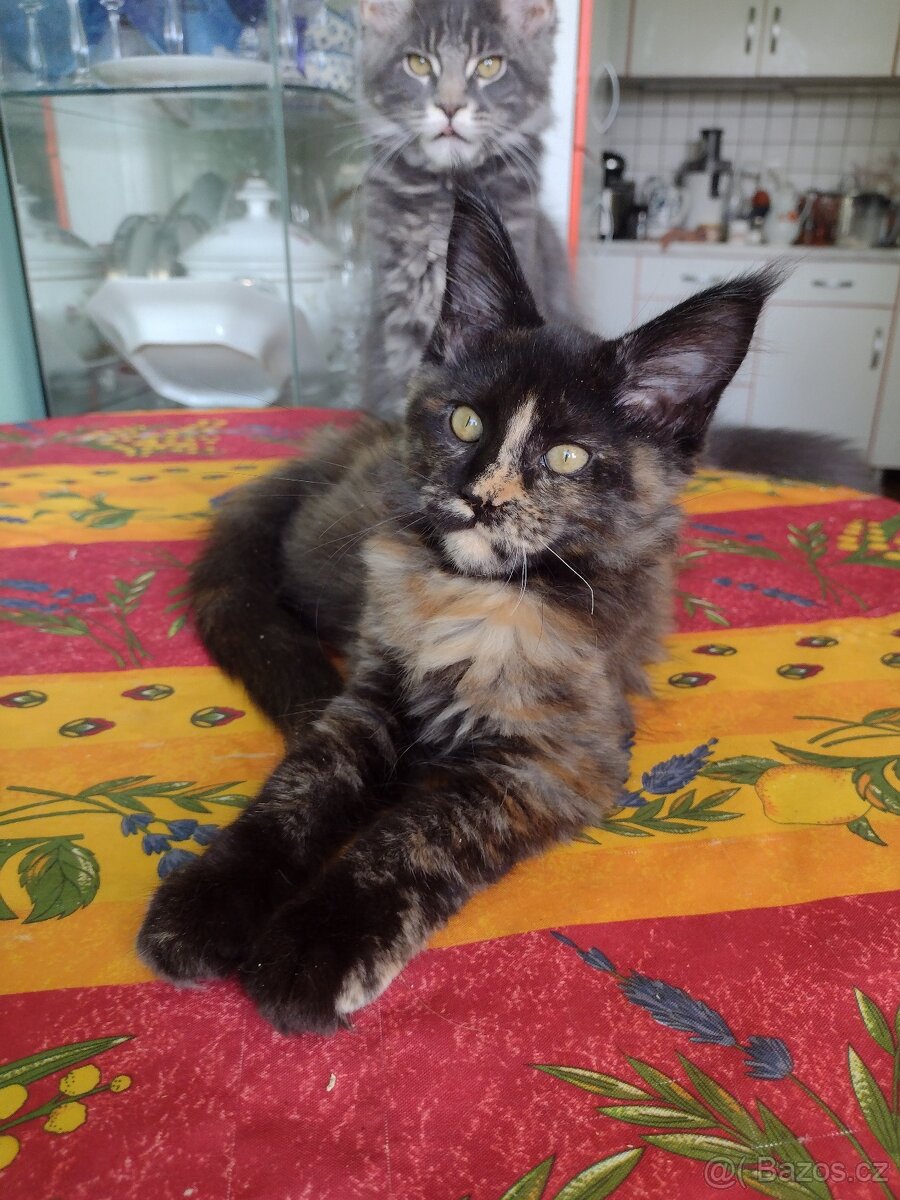 Prodám mainskou mývalí kočičku s PP - 3