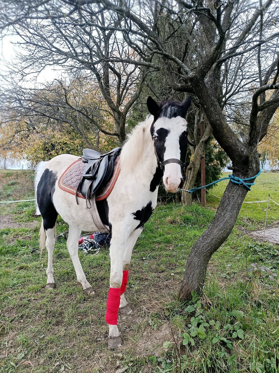 Prodám valacha APH - 3