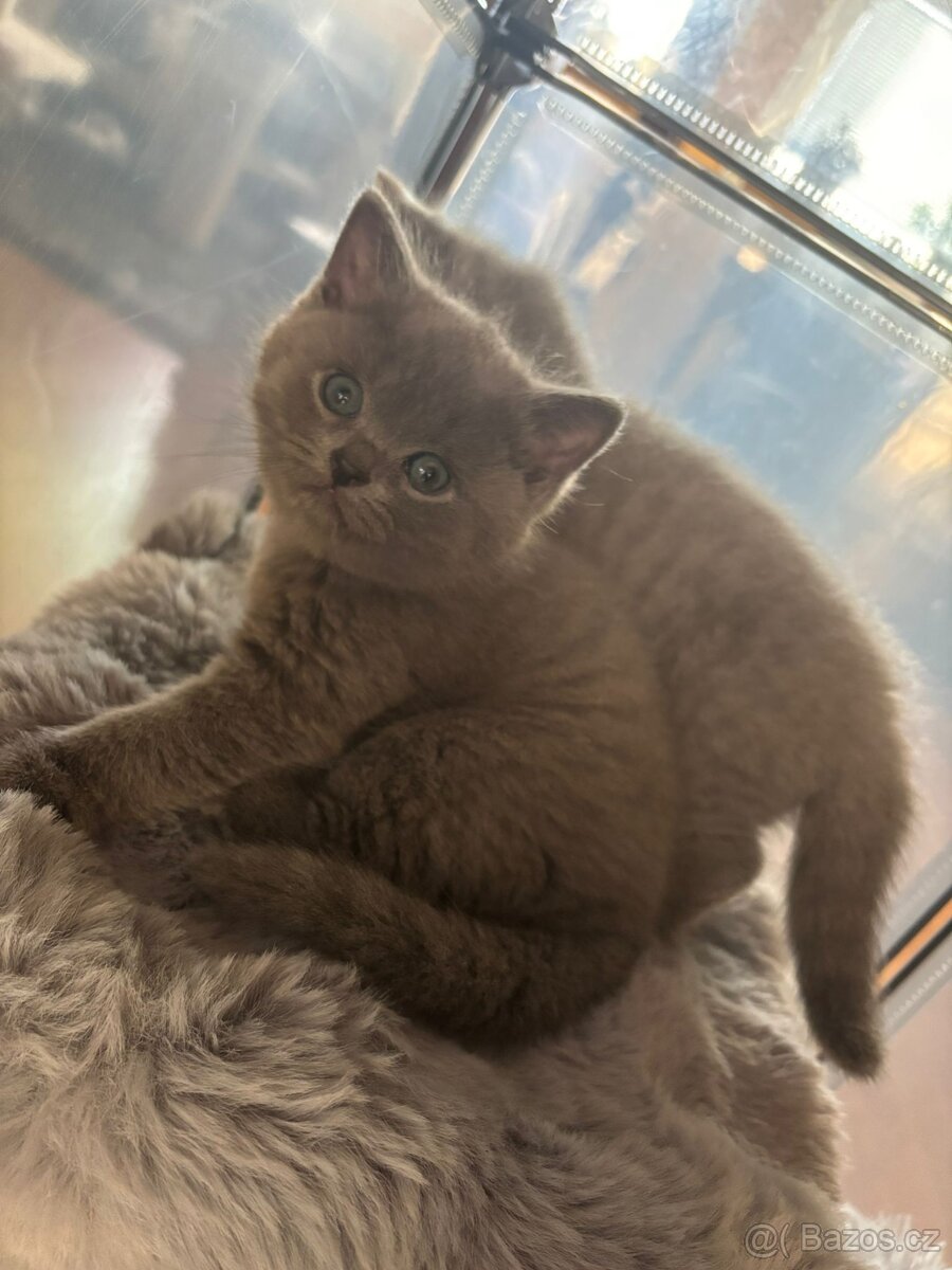 Britská koťátka - 3