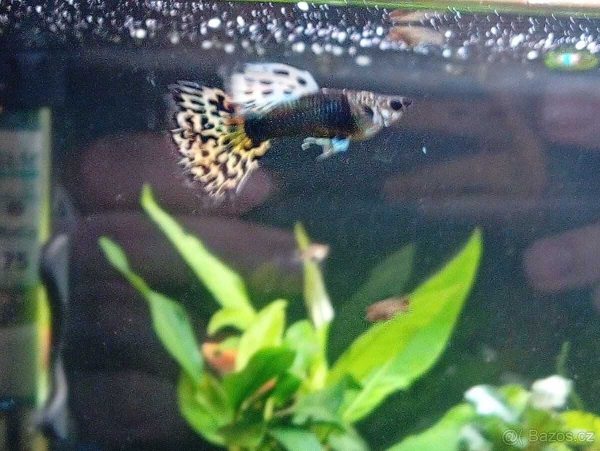 Paví očko tygří - 3