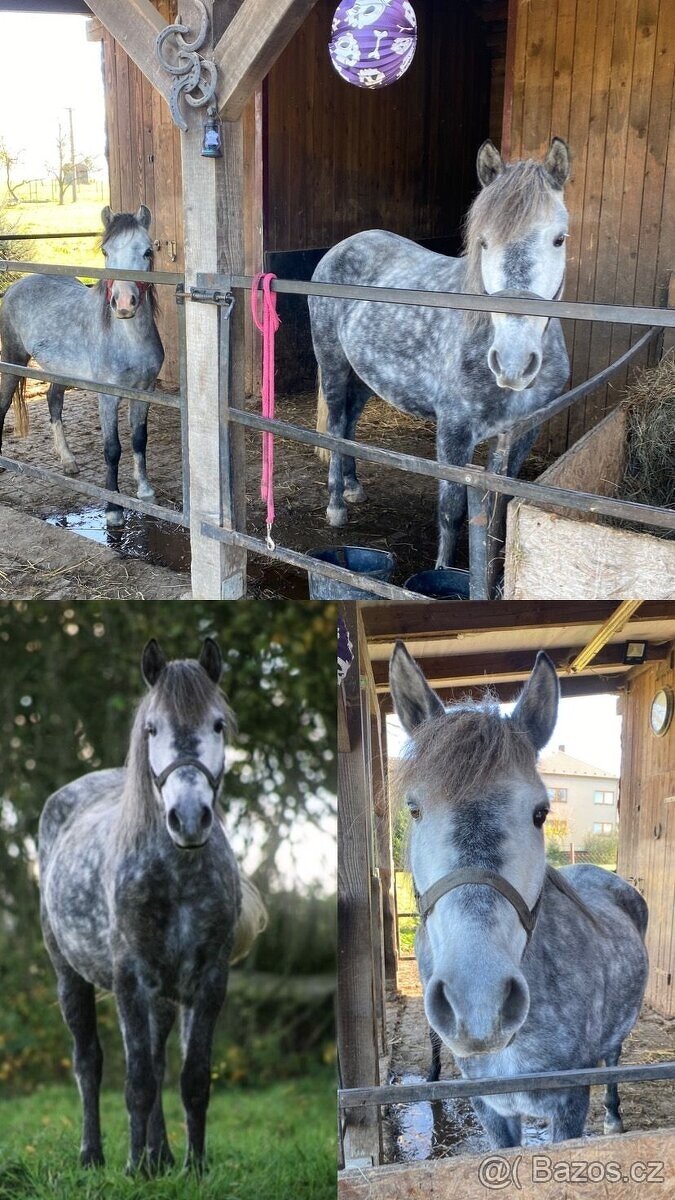 Pony klisna kat. A - 3