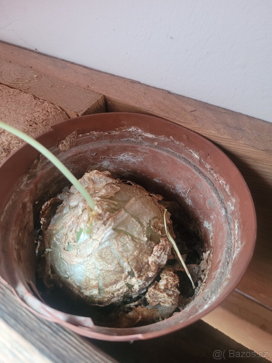 Bowiea volubilis - 3