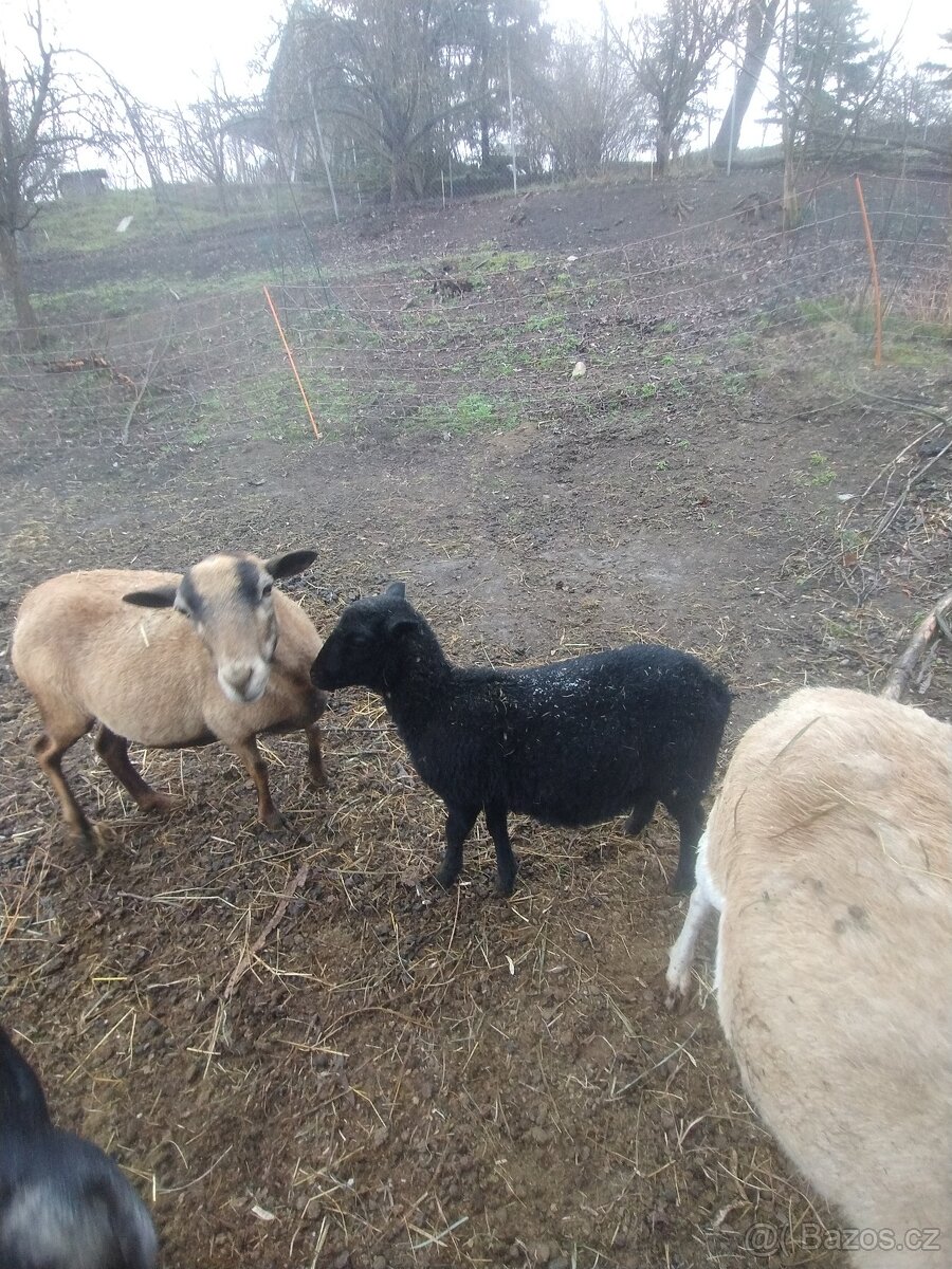 Ovečka 75% dorper - 3