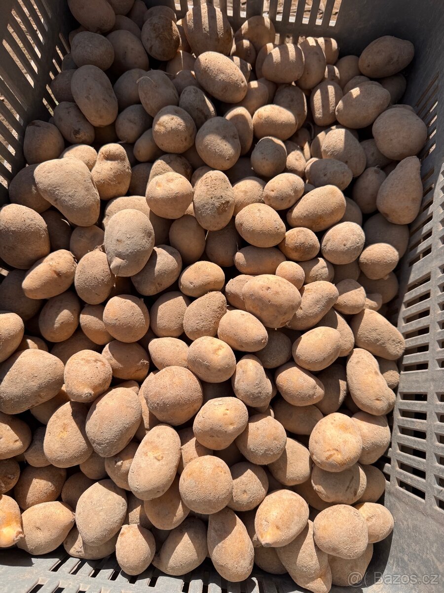 BRAMBORY ADÉLA 👉🏻 sadba 🥔 - 3