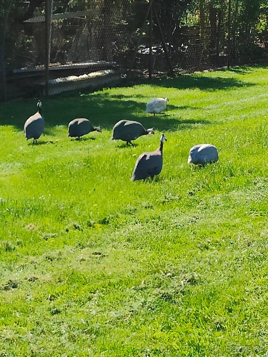 NV perlička kropenatá - 3