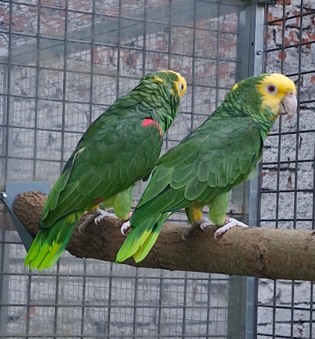 Amazoňan oratrix - 3