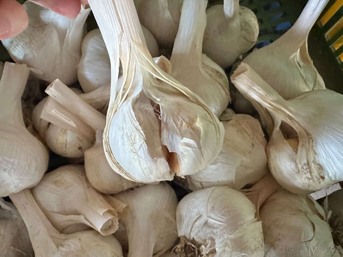 Český sloní / velký česnek - 3