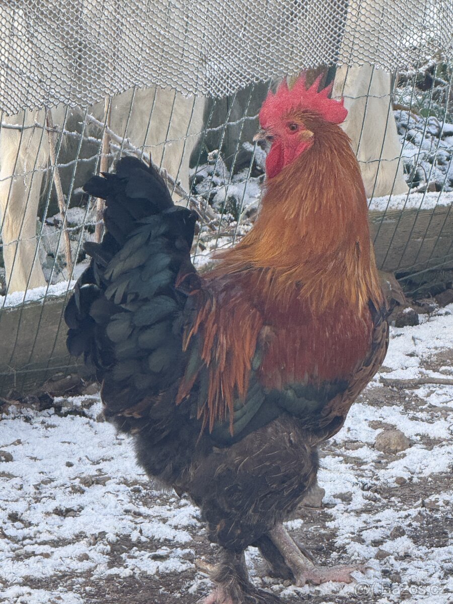 🐓 Prodáváme krásné mladé kohoutky - 3