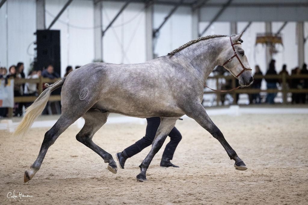 Nadějný Lusitano hřebec - 3