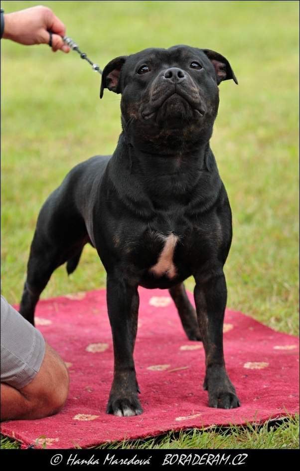 Sraffordšírský bullteriér - krytí - 3