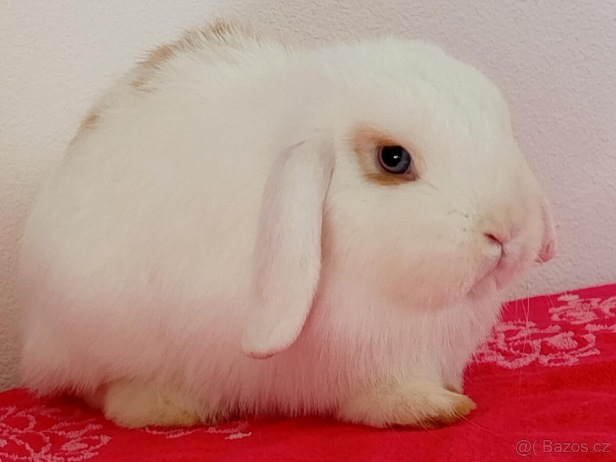 Samička Zakrslý Beránek MiniLop ❤️🍀 - 3