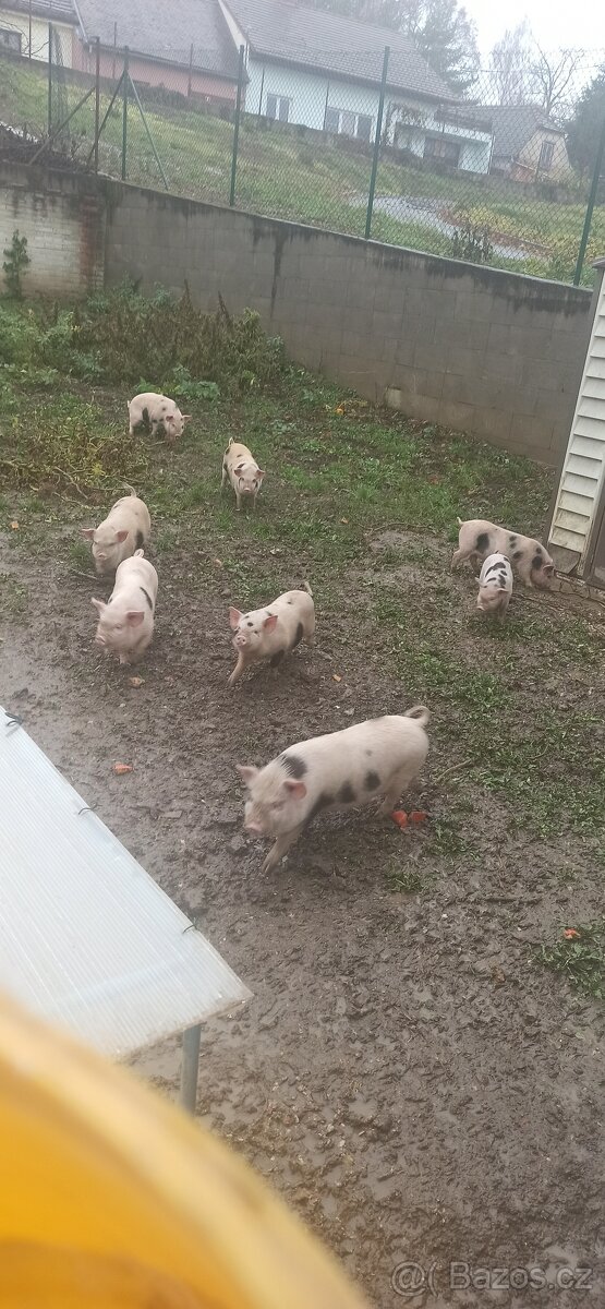 Kanec Kune -kune - 3