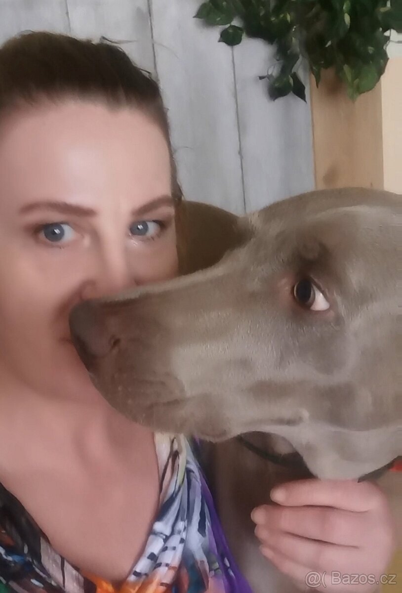Pohlidám vašeho pejska. Plzeň - 3
