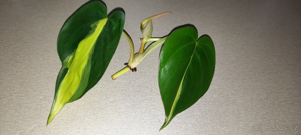 Sada rozkořeněných řízků - monstery, philodendrony, synga - 3