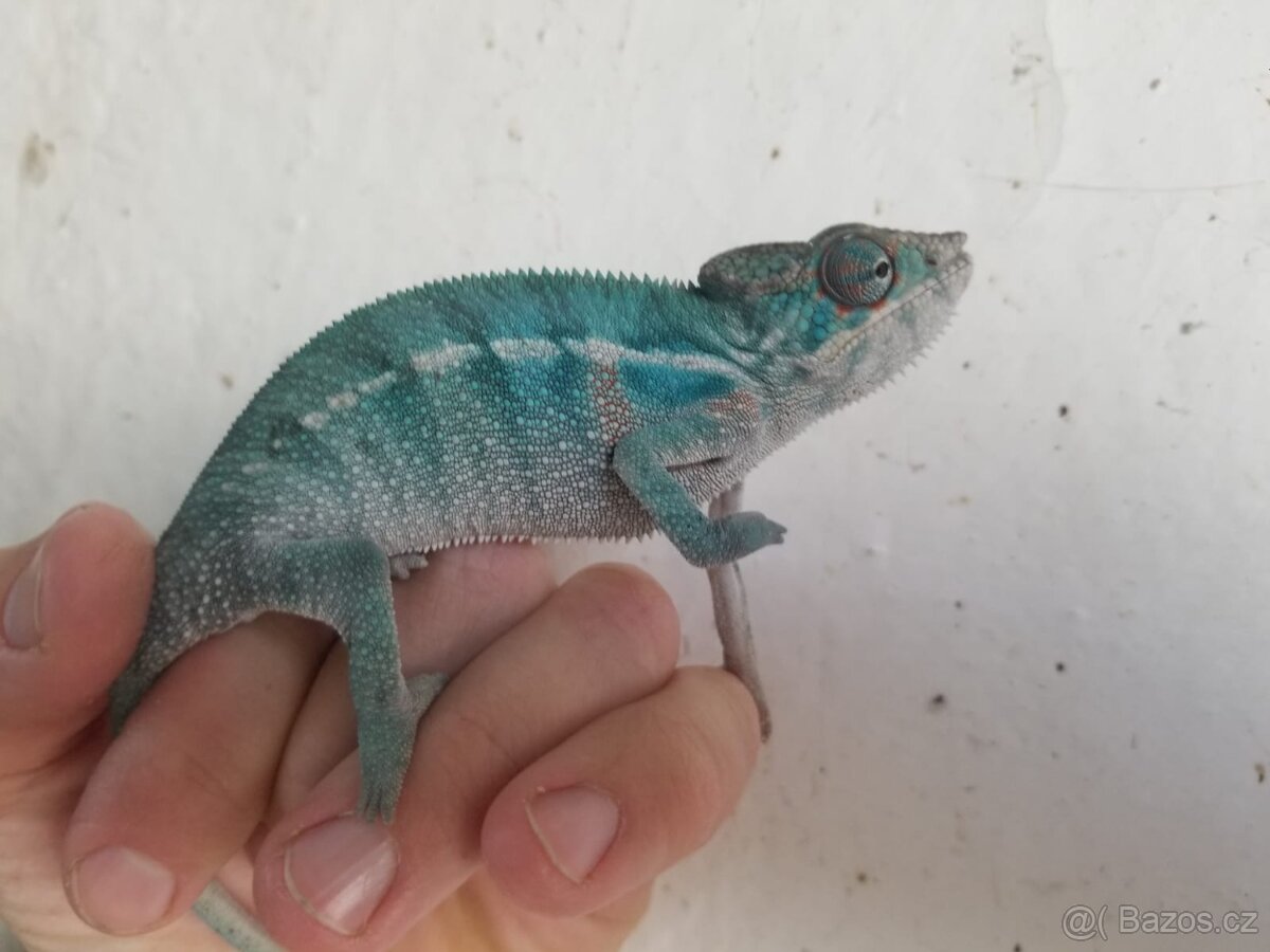 Chameleon pardáli Nosy be - 3
