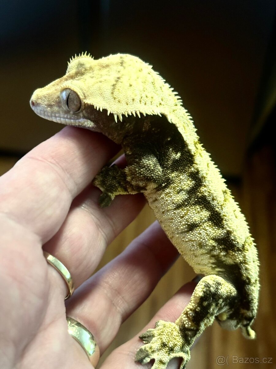 Pagekony řasnatý samec 38g - 3