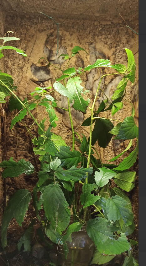 Obří strašilka Ramulus nematodes blue - 3