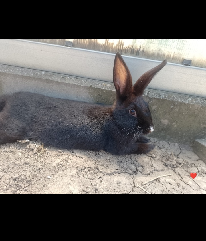 Mazlivý králíčci na prodej - 3