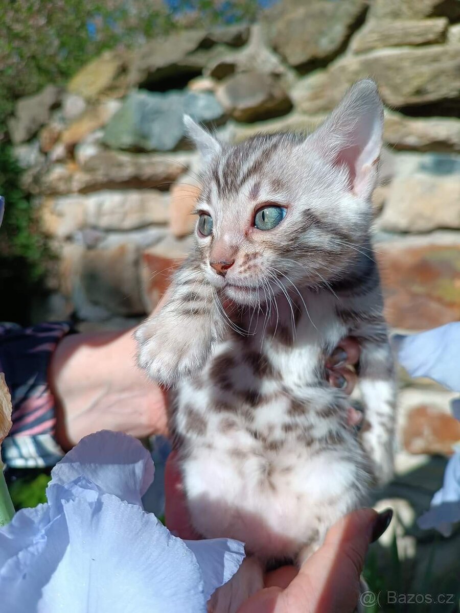 PŘEDBĚŽNÁ REZERVACE LUXUSNÍ Bengálská stříbrná koťáta s PP - 3