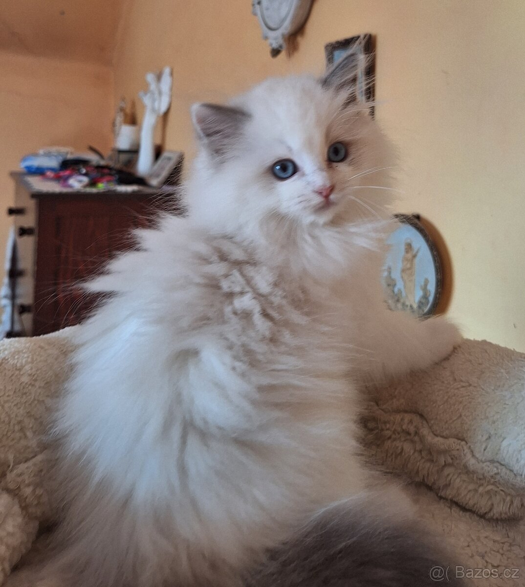 Nádherný kocourci Ragdoll s pp - 3