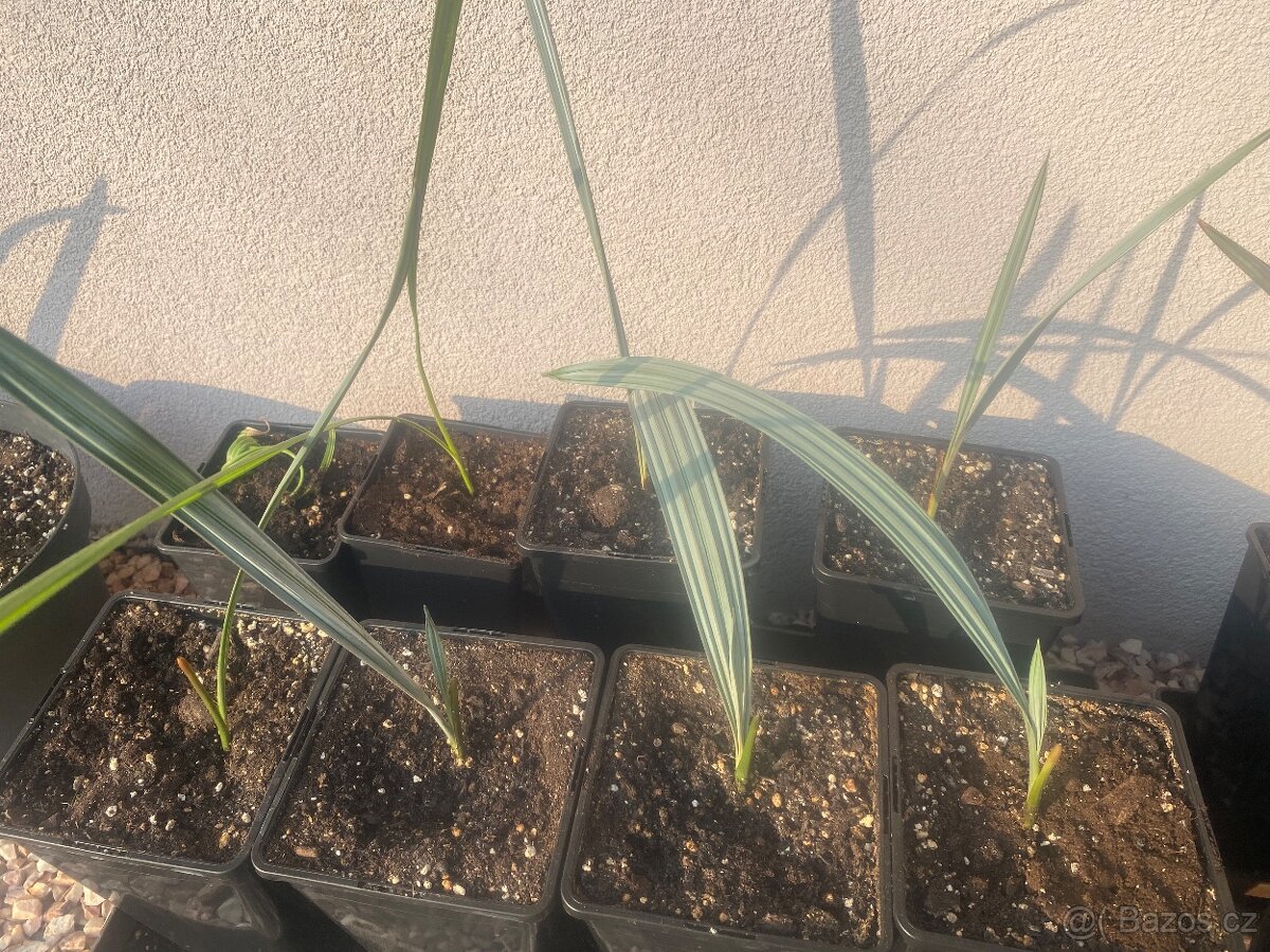 Palma Bismarckia Nobilis - 3