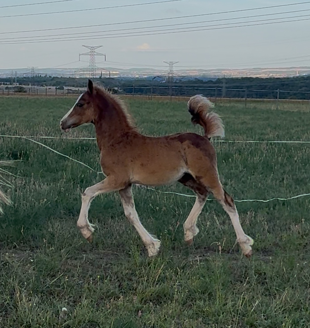 🌟 Hřebeček Welsh Cob v atraktivní barvě 🌟 - 3