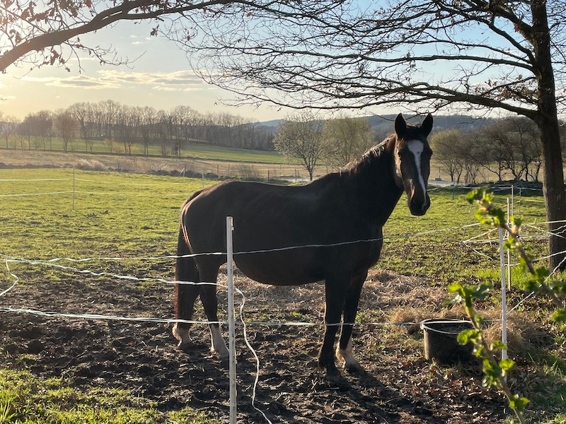 Kobyla ČT do chovu 15 let - 3