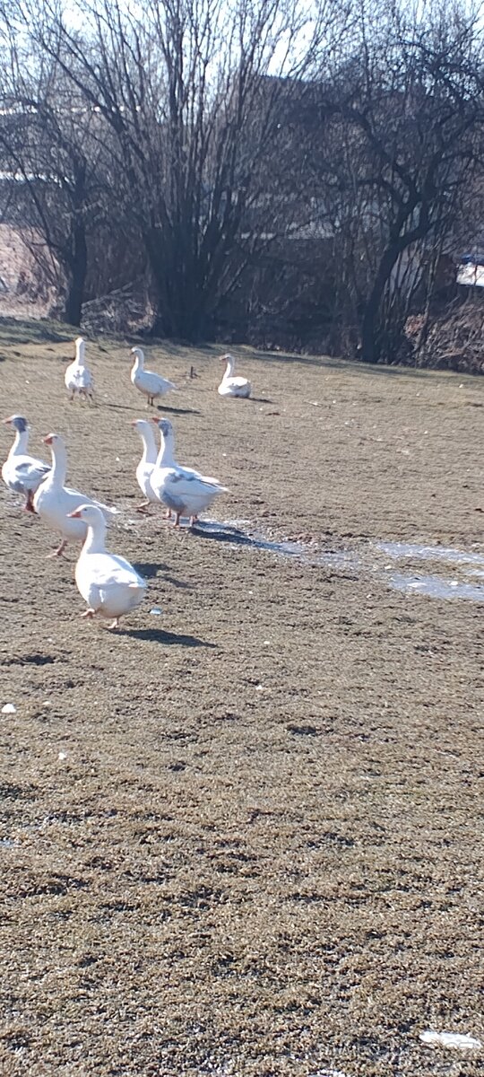 Vejce do líhně - 3