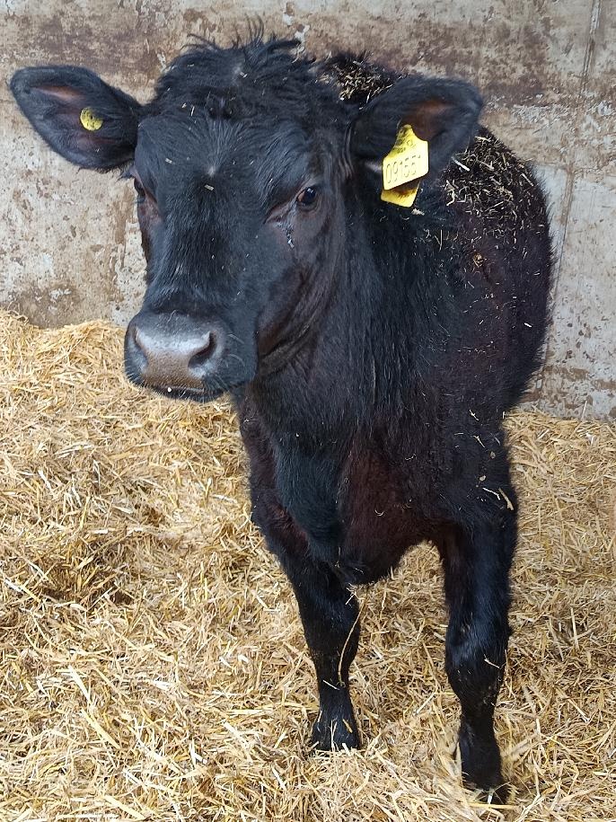 Jalovice 100% AA - 3