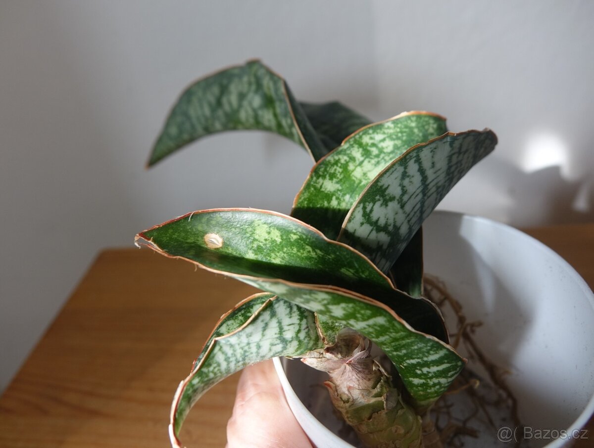Tchynin jazyk, Sansevieria - 3