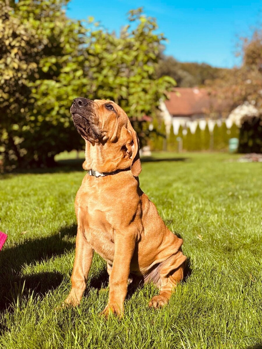 Tosa Inu - štěňátka - 3