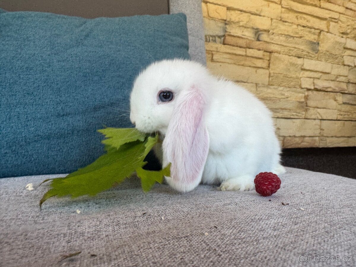 Zakrslý králíček beránek 4 - 3