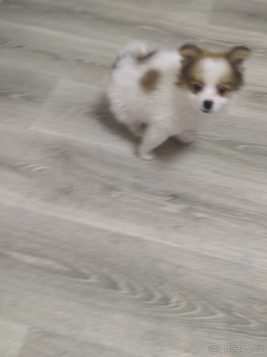 Pomeranian x Čivava - 3