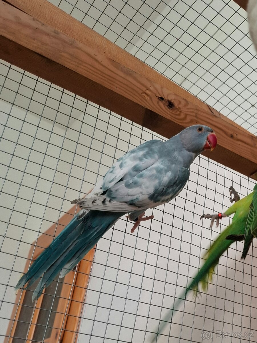 Alexander malý, samice - 3