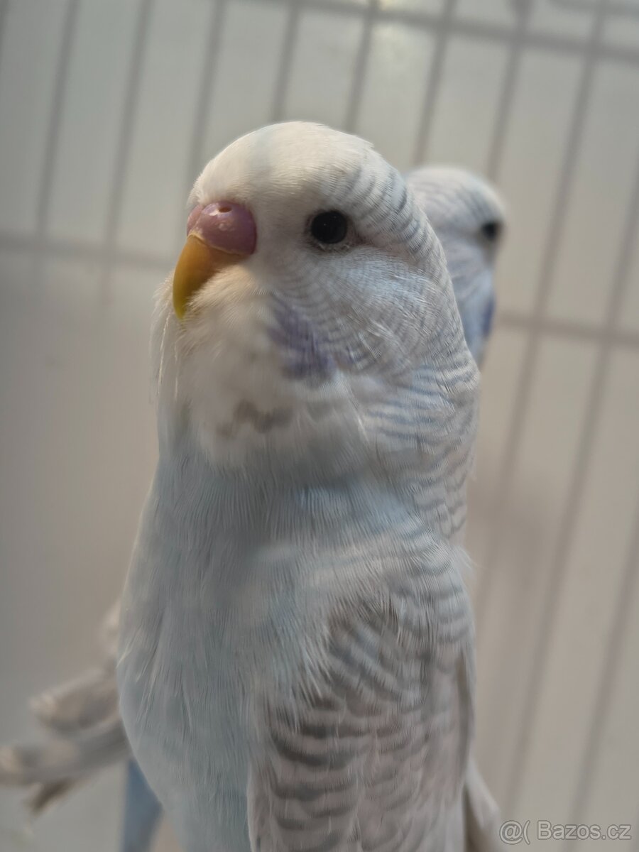 Andulka vlnkovaná perlová - 3