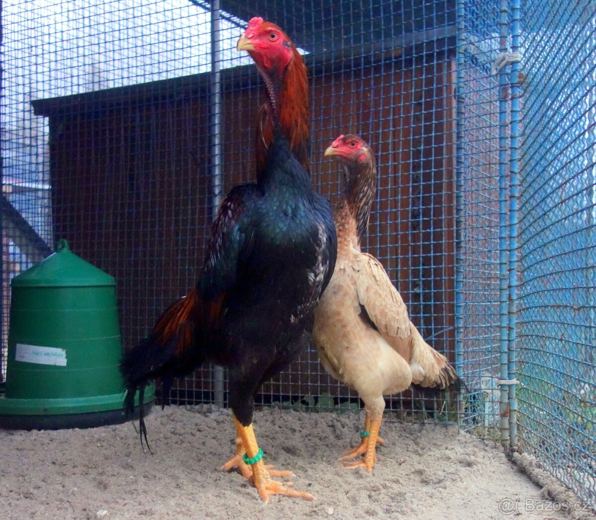 Shamo (šamo) - 3