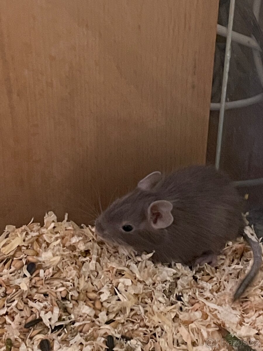 Osmák degu - 3