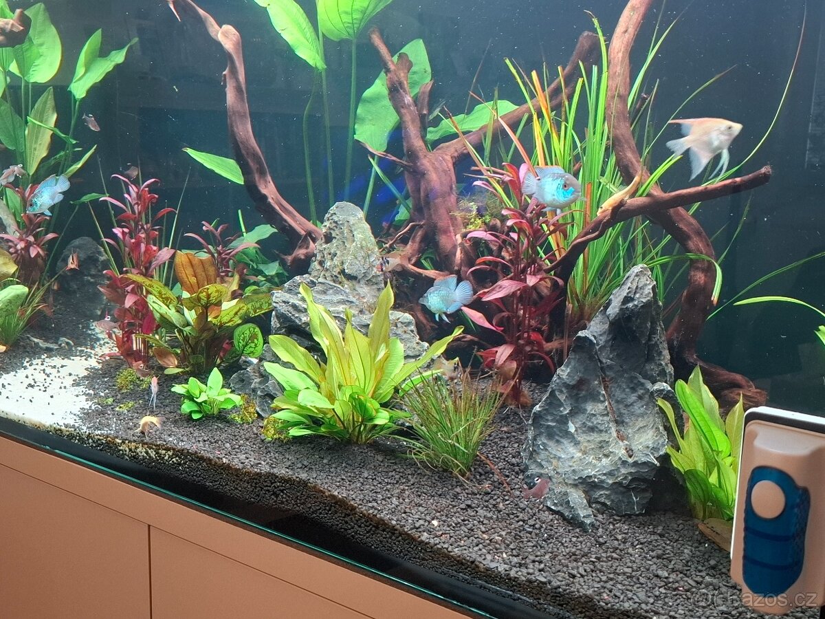 Akara electric blue - 3