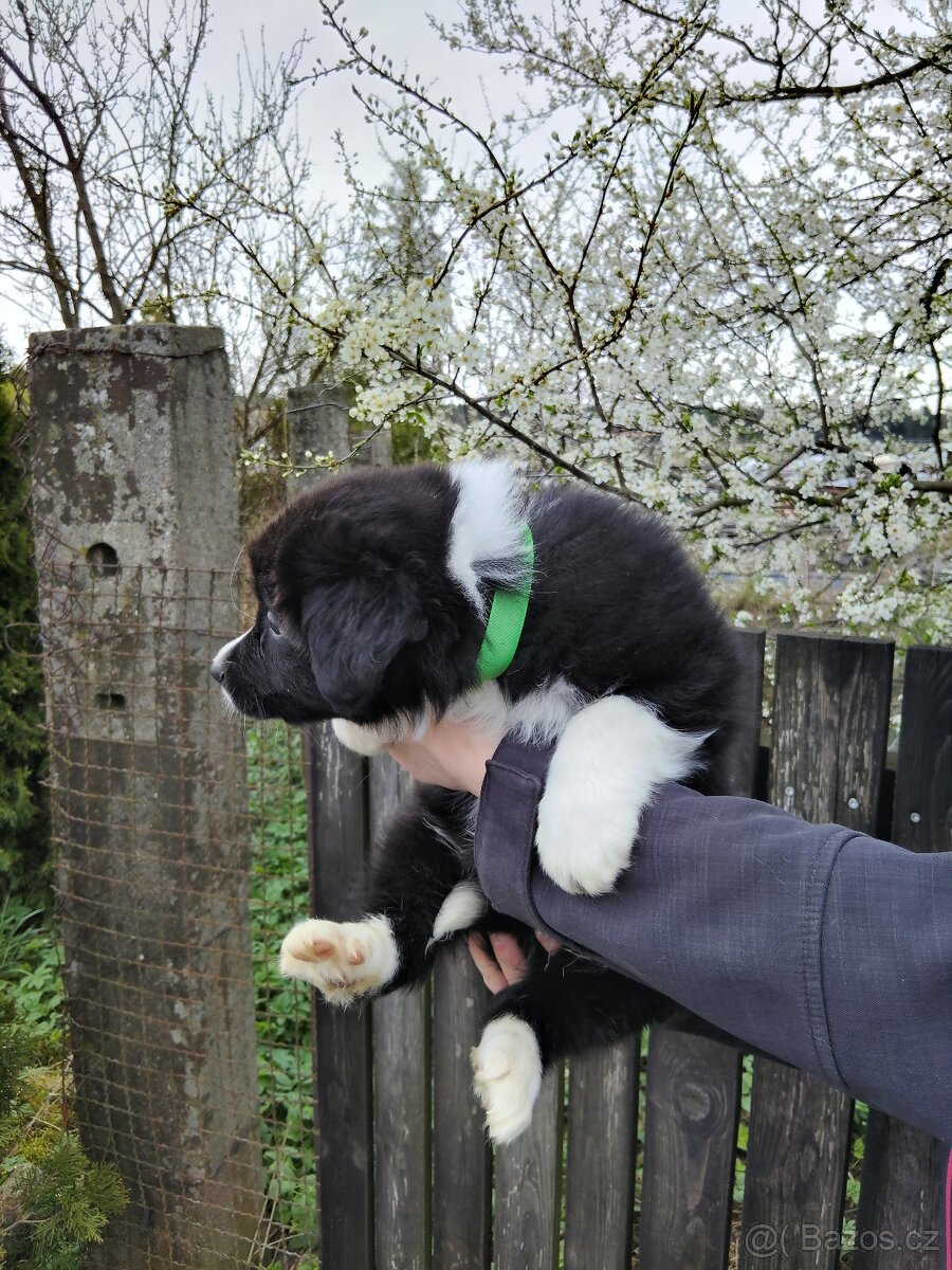 Štěňata border kolie - 3