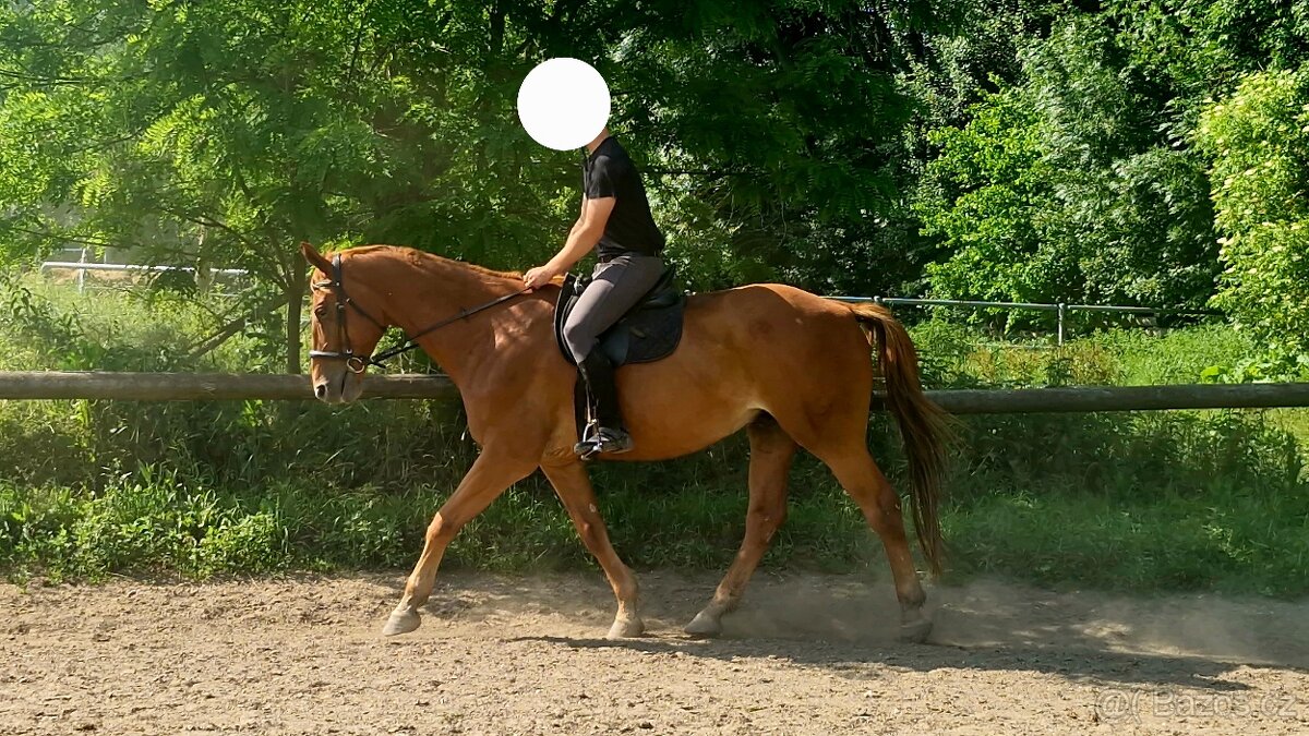 Prodám 11 leteho valacha furioso s pp - 3